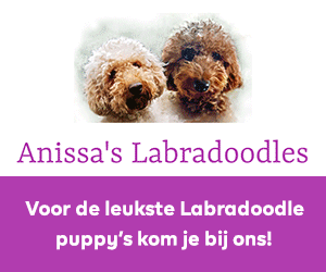 Anissa Labradoodles